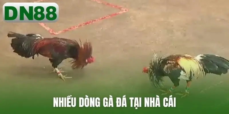 Nhiều dòng gà đá tại nhà cái